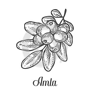 Amla Indian gooseberry plant, Phyllanthus emblica. Hand drawn engraved vector sketch etch illustration. Ingredient for hair and bo