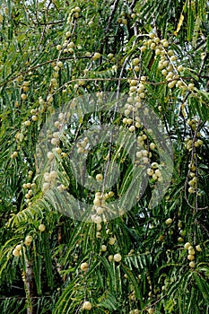 Amla tree