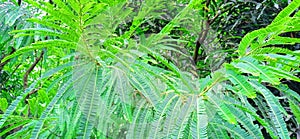 Amla tree with green leaves