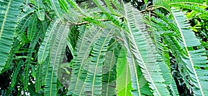 Amla tree with green leaves close up