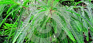 Amla tree with green leaves stock