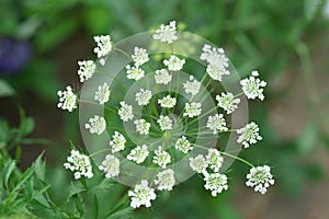 Ammi Majus or bishop`s weed or bishop`s flower or bullwort or laceflower