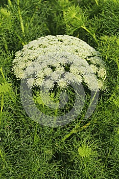 Ammi majus in blossom