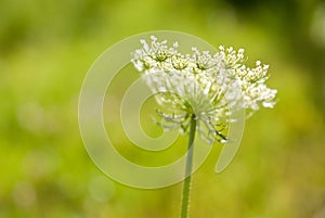 Ammi Majus, Queen Anne's Lace on a green background. photo