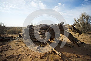 Ammodendron trunk and desert, wide Angle lens.