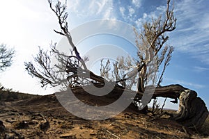 Ammodendron trunk and desert, wide Angle lens.