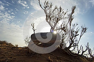 Ammodendron trunk and desert, wide Angle lens.