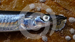 Ammodytes Fish at low tide. Norway