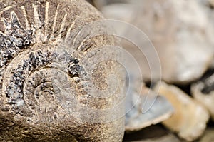 Ammonit fossil