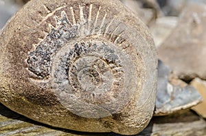 Ammonit fossil