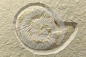 Ammonite