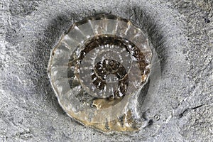 Ammonite