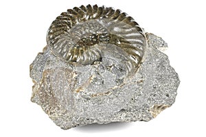 Ammonite