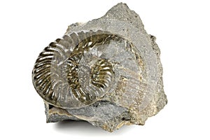 Ammonite