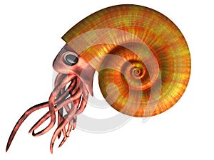 Ammonite photo