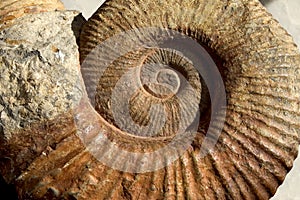 Ammonite