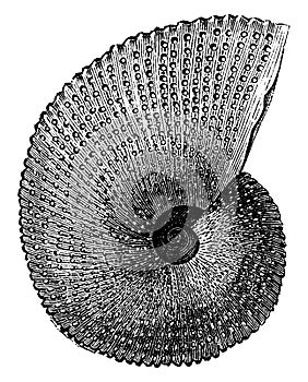 Ammonite aon, vintage engraving