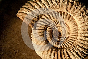 Ammonite background