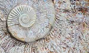 Ammonite
