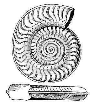 Ammonite bifrons, vintage illustration photo