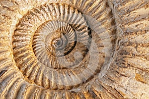 Ammonite closeup