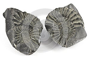 Ammonite Fossil