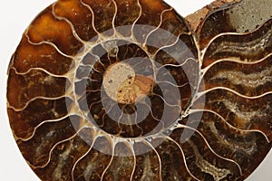 Ammonite Fossil photo