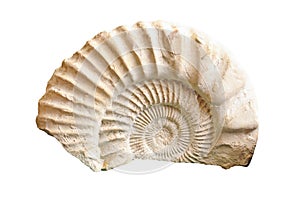 Ammonite fossil photo