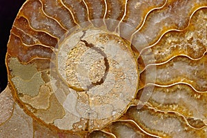 Ammonite fossil photo