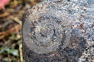 Ammonite fossil ancient shell embedded in stone