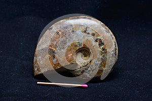 Ammonite fossil