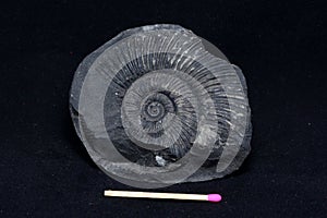 Ammonite fossil