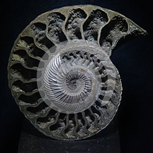 Ammonite fossil