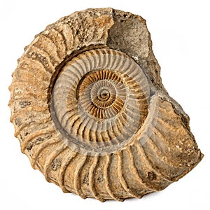 Ammonite fossil close-up isolated on white background photo