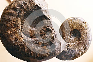Ammonite fossil close-up, petrified prehistoric extinct marine animal like snail. Cephalopod shell, fossil by Paleozoic