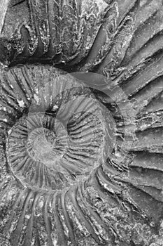 Ammonite fossil closeup