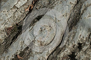 Ammonite fossil closeup