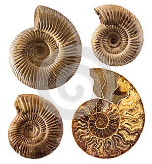 Ammonite fossil collection isolated on white.