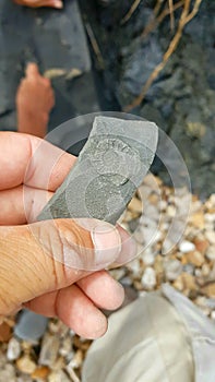 Ammonite Fossil on the drassic Coast of the UK photo