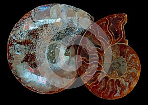 Ammonite Fossil Gemstones Isolated