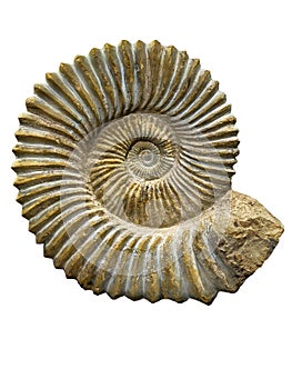 Ammonite fossil of Jurassic period isolated on white