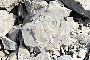 Ammonite fossil