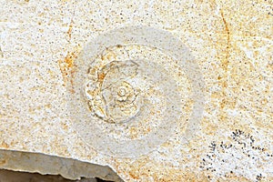 Ammonite fossil in limestone rock. surface.