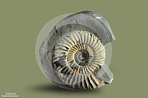 Ammonite - fossil mollusk.