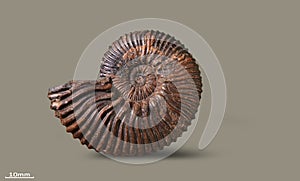 Ammonite - fossil mollusk.