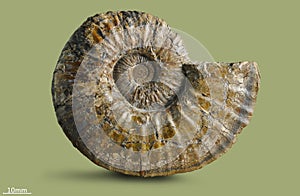 Ammonite - fossil mollusk.