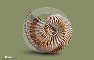 Ammonite - fossil mollusk. photo