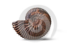 Ammonite - fossil mollusk. photo