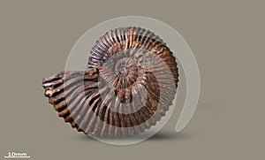 Ammonite - fossil mollusk. photo
