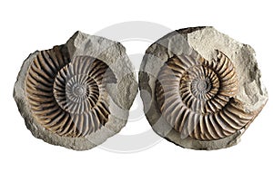 Ammonite - fossil mollusk. photo